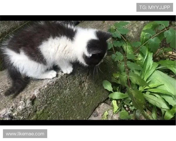 涓夌瑯钖細娆ф垬璧勬牸鏈揪鎴愶紝鑷垜鍓栨瀽鏆撮湶澶氶噸鐭澘